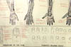 Manicurists anatomical diagrams of the nail.