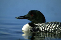 A Loon